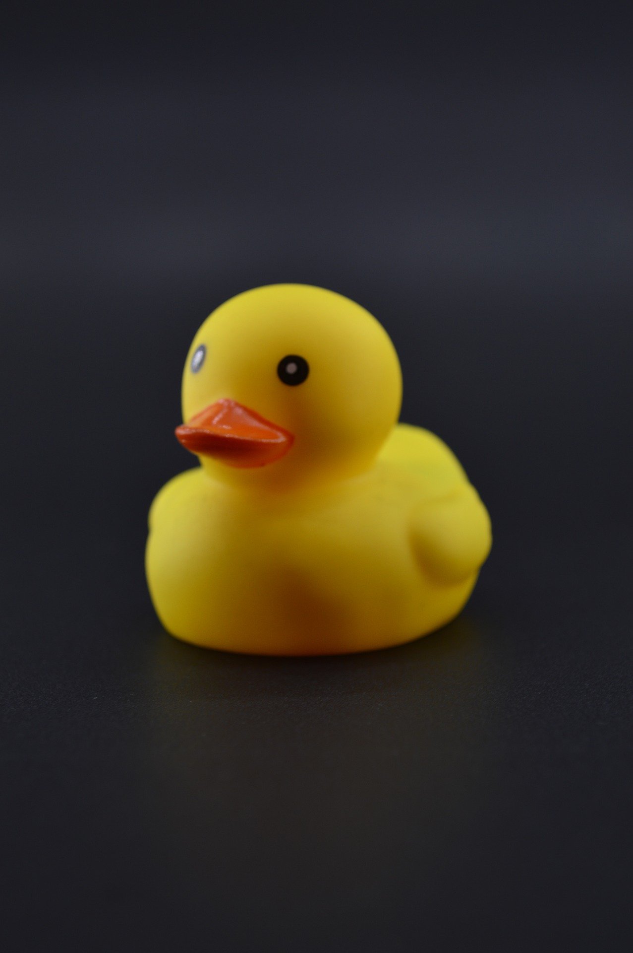 armandoare1 duck 4858465 1920